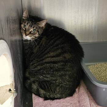 Zoey -  Domestic Short Hair Cat for Adoption in Burlington, Ontario - Zoey | PetCurious