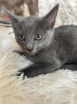Hope -  Domestic Short Hair Cat for Adoption in Oceanside, California - Hope | PetCurious