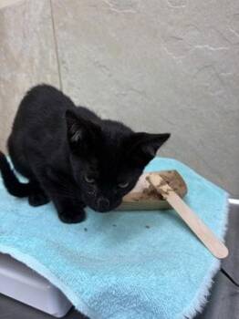 Samson -  Domestic Short Hair Cat for Adoption in Honolulu, Hawaii - Samson | PetCurious