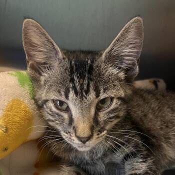 Bridgette -  American Shorthair Cat for Adoption in Clarksville, Arkansas - Bridgette | PetCurious