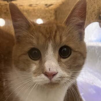 Rescue Domestic Short Hair Cats for Adoption in Harrisonburg, Virginia - 69503 | PetCurious