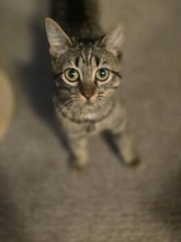 Boots -  Domestic Short Hair Cat for Adoption in Lafayette, Colorado - Boots | PetCurious