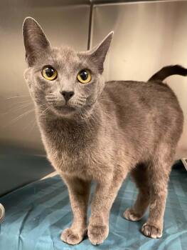 Ashley -  Domestic Short Hair Cat for Adoption in Covington, Virginia - Ashley | PetCurious