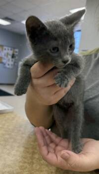 GREASER -  Domestic Short Hair Cat for Adoption in Killeen, Texas - GREASER | PetCurious