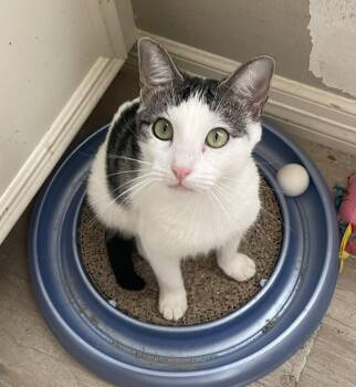 Rescue Domestic Short Hair and Tabby Cats for Adoption in Spring, Texas - Camelia-Portofino PetSmart | PetCurious