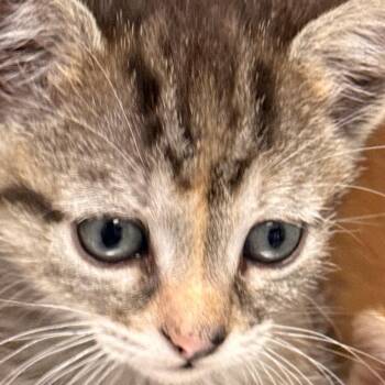 Crumble of Eclair -  Domestic Short Hair Cat for Adoption in Cumming, Georgia - Crumble Of Eclair | PetCurious