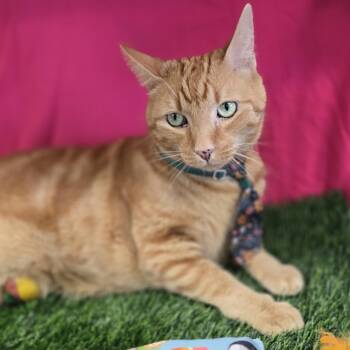 Rusty -  Domestic Short Hair Cat for Adoption in Bardstown, Kentucky - Rusty | PetCurious