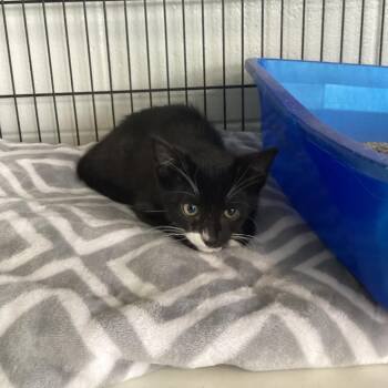 Tadpole -  Domestic Short Hair Cat for Adoption in Montgomery, Alabama - Tadpole | PetCurious