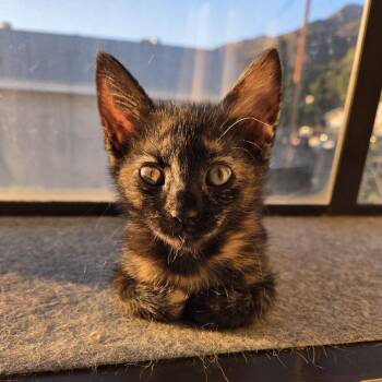 Mia -  Domestic Short Hair Cat for Adoption in Pasadena, California - Mia | PetCurious