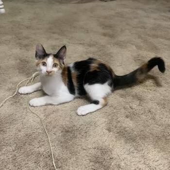 Snickers -  Domestic Medium Hair Cat for Adoption in Alexandria, Louisiana - Snickers | PetCurious