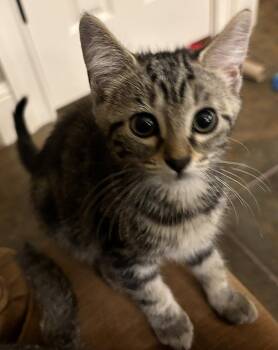 Parsley -  Domestic Short Hair Cat for Adoption in Oviedo, Florida - Parsley | PetCurious