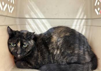 Cuddles -  Domestic Short Hair Cat for Adoption - Cuddles | PetCurious
