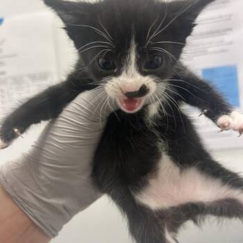 Bel Air -  Domestic Short Hair Cat for Adoption in Park City, Utah - Bel Air | PetCurious
