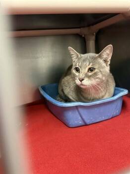 Domestic Short Hair Cats Available for Adoption in Belleville, Illinois - BLUE | PetCurious