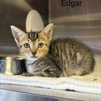 Edgar -  Domestic Short Hair Cat for Adoption in Knoxville, Tennessee - Edgar | PetCurious