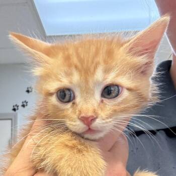 Spin -  Domestic Medium Hair Cat for Adoption in Jacksonville, Arkansas - Spin | PetCurious