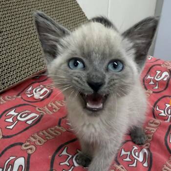 Alexandra -  Domestic Medium Hair Cat for Adoption in Fort Bragg, California - Alexandra | PetCurious