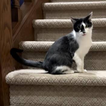 Meatball -  Domestic Short Hair Cat for Adoption in Greenfield, Indiana - Meatball | PetCurious
