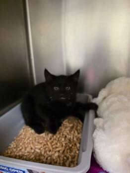 Domestic Medium Hair Cats Available for Adoption in Meriden, Connecticut - Fillip | PetCurious