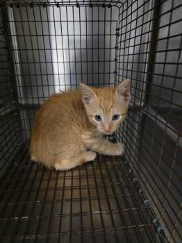 A657823 -  Domestic Short Hair Cat for Adoption in Houston, Texas - A657823 | PetCurious