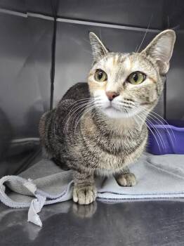 BROWNIE BATTER -  Domestic Short Hair Cat for Adoption in Killeen, Texas - BROWNIE BATTER | PetCurious