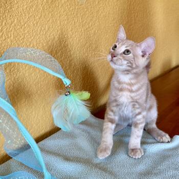 Rescue Tabby Cats for Adoption in Napa, California - Otto ( KT) | PetCurious