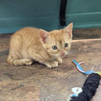 McChicken -  Domestic Short Hair Cat for Adoption in San Antonio, Texas - McChicken | PetCurious
