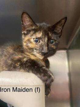 Iron Maiden -  Domestic Short Hair Cat for Adoption in Hobart, Indiana - Iron Maiden | PetCurious