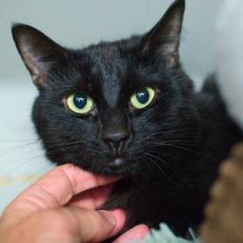 Opa -  Domestic Short Hair Cat for Adoption in New York, New York - Opa | PetCurious