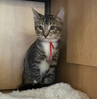 Sarabi -  Domestic Short Hair Cat for Adoption in New York, New York - Sarabi | PetCurious