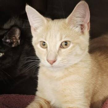 Domestic Short Hair Cats Available for Adoption in Voorhees Township, New Jersey - Ash | PetCurious