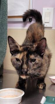 Quora -  Domestic Short Hair Cat for Adoption in Vancouver, Washington - Quora | PetCurious