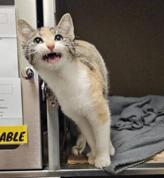 Rescue Domestic Short Hair Cats for Adoption in Clyde, North Carolina - ORGANA | PetCurious