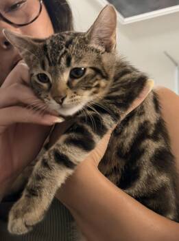 Jingleheimer -  Domestic Short Hair and Bengal Cat for Adoption in Norco, California - Jingleheimer | PetCurious