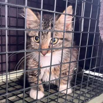Domestic Long Hair Cats Available for Adoption in Pahoa, Hawaii - Boop | PetCurious