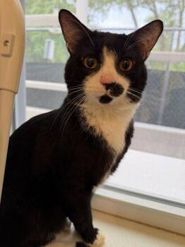 Domestic Short Hair Cats Available for Adoption in Reisterstown, Maryland - Boogie | PetCurious