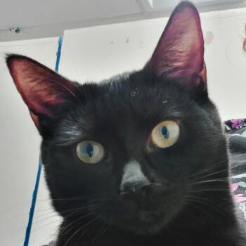 Lime -  Domestic Short Hair Cat for Adoption in Los Angeles, California - Lime | PetCurious