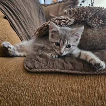 Cinder-at Petsmart Madison East -  Domestic Short Hair Cat for Adoption in Madison, Wisconsin - Cinder-at Petsmart Madison East | PetCurious