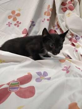 Wiley -  Domestic Short Hair Cat for Adoption in Gainesville, Florida - Wiley | PetCurious
