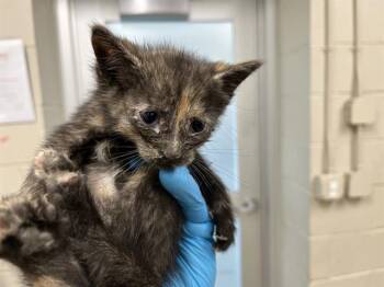Rescue Domestic Short Hair Cats for Adoption in Grand Prairie, Texas - MONIQUE | PetCurious