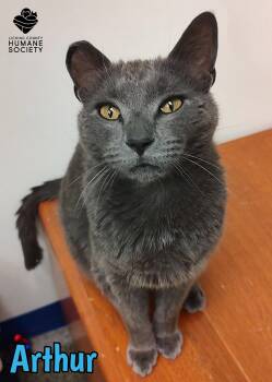 Domestic Short Hair Cats Available for Adoption in Heath, Ohio - Arthur | PetCurious