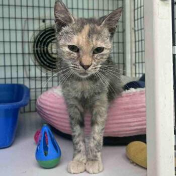 Dilute Tortoiseshell Cats Available for Adoption in Huntington, New York - Kiki (baby) | PetCurious