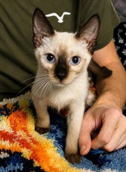 Norman Purrington -  Siamese Cat for Adoption in El Dorado, Arkansas - Norman Purrington | PetCurious