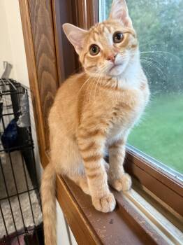 Rescue Domestic Short Hair and Tabby Cats for Adoption in Columbus, Minnesota - Rancis | PetCurious