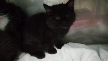 Copernicus -  Domestic Medium Hair Cat for Adoption in Burgaw, North Carolina - Copernicus | PetCurious