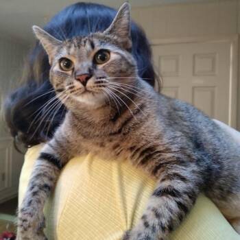 Rescue Tabby Cats for Adoption in Columbia, South Carolina - Biscotti | PetCurious