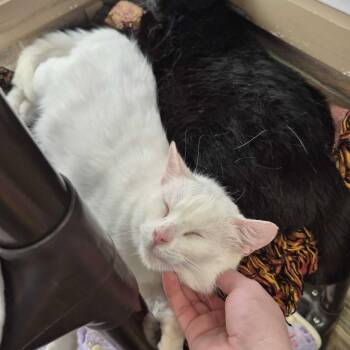 Domestic Short Hair Cats Available for Adoption - Magic Pixie Wand | PetCurious