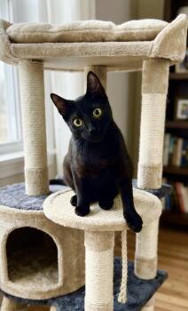 Neo -  Bombay Cat for Adoption in Miami, Florida - Neo | PetCurious