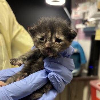 Brooke -  Domestic Short Hair Cat for Adoption in Salt Lake City, Utah - Brooke | PetCurious