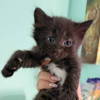 Domestic Short Hair Cats Available for Adoption in Las Vegas, Nevada - Mochi 53256 | PetCurious